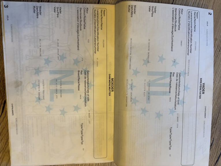 KWPN Hongre 16 Ans 163 cm Bai brun foncé in Kaulille