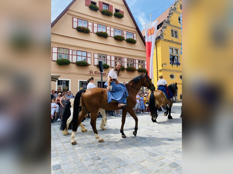 KWPN Hongre 16 Ans 165 cm Bai in Dinkelsbühl