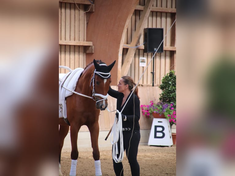 KWPN Hongre 16 Ans 165 cm Bai in Dinkelsbühl