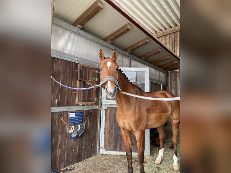 KWPN Hongre 16 Ans 165 cm Bai in Dinkelsbühl