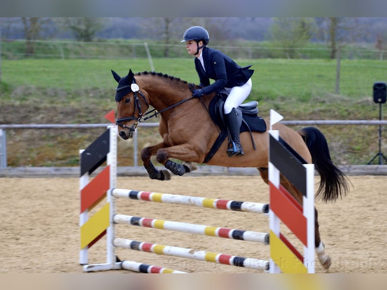 KWPN Hongre 16 Ans 165 cm Bai in Dinkelsbühl