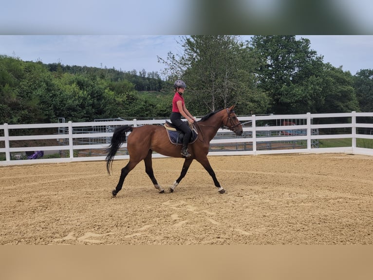 KWPN Hongre 16 Ans 166 cm Bai in Morsbach