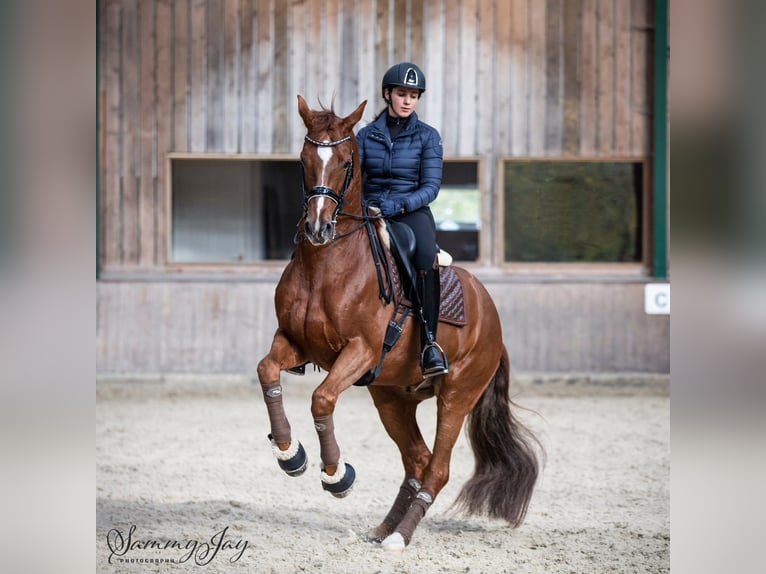 KWPN Hongre 16 Ans 168 cm Alezan brûlé in Hörstel