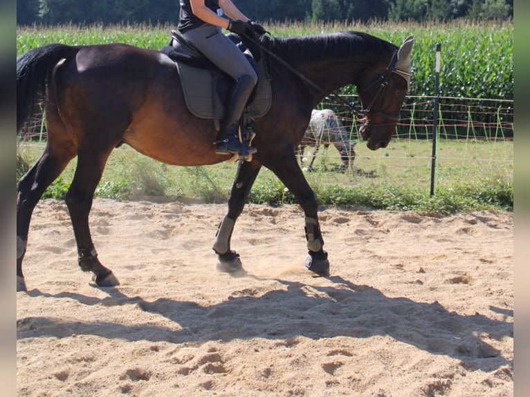 KWPN Hongre 16 Ans 168 cm Bai brun in Buch am Buchrain