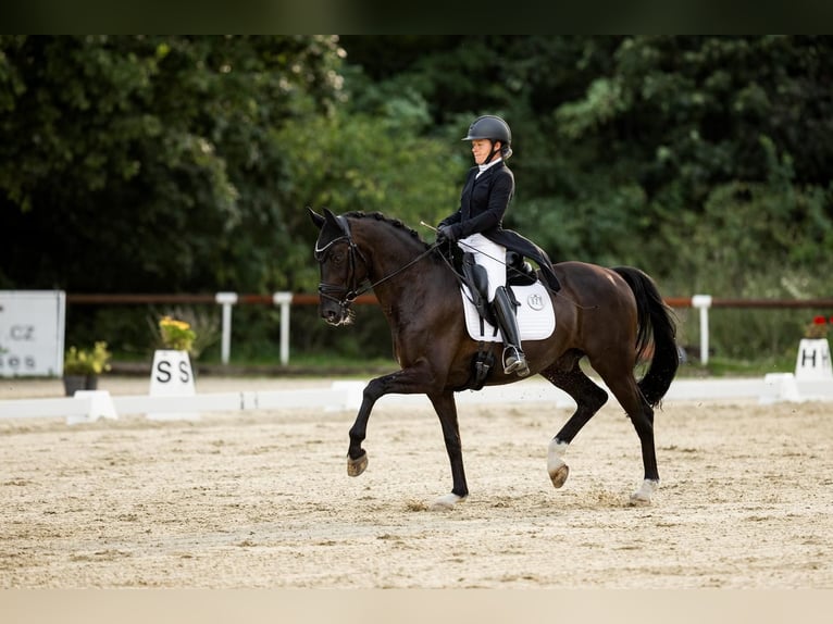 KWPN Hongre 16 Ans 168 cm Noir in Budweis