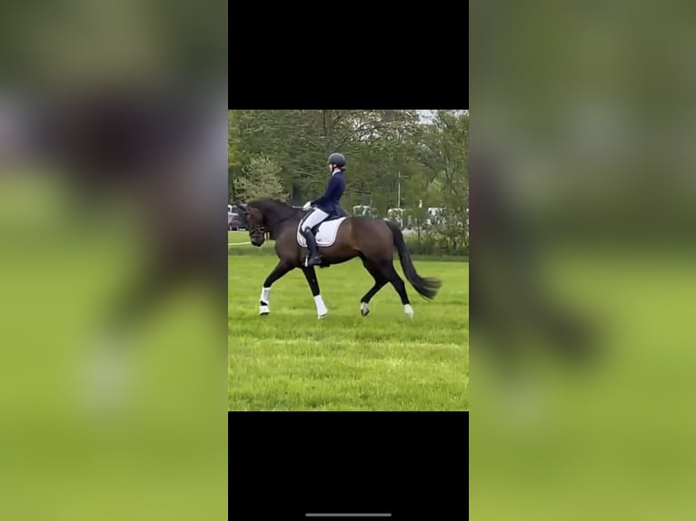 KWPN Hongre 16 Ans 173 cm Bai in Leeuwarden