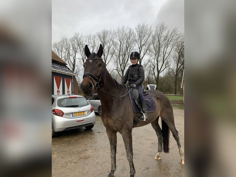 KWPN Hongre 16 Ans 173 cm Bai in Leeuwarden