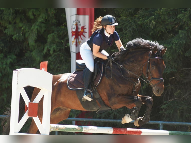 KWPN Hongre 16 Ans 173 cm Bai in Höggen