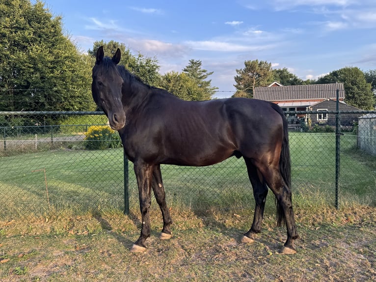 KWPN Hongre 16 Ans 174 cm Bai brun foncé in Langenboom
