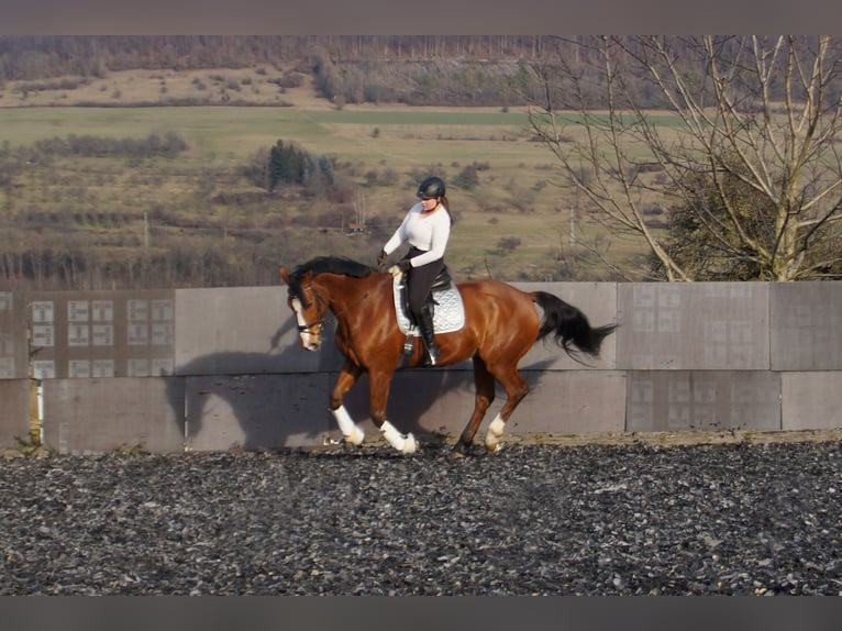 KWPN Hongre 16 Ans 178 cm Bai in Gingen an der Fils