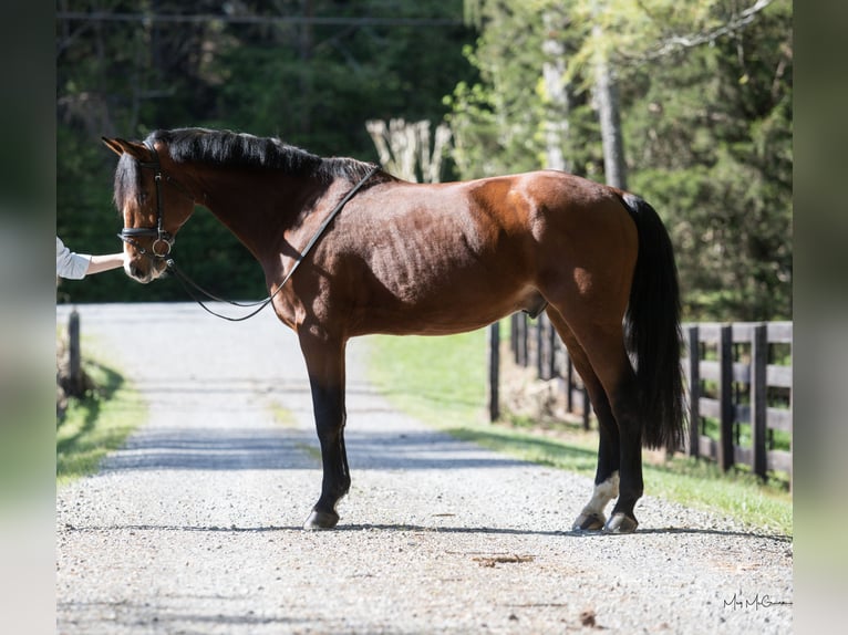 KWPN Hongre 17 Ans 165 cm Bai cerise in Alpharetta