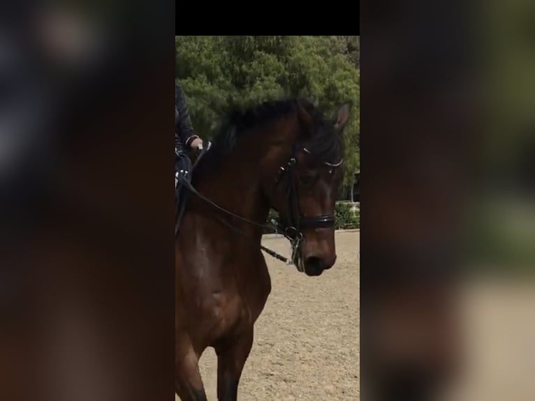 KWPN Hongre 17 Ans 165 cm Bai cerise in Sherwood, Oregon