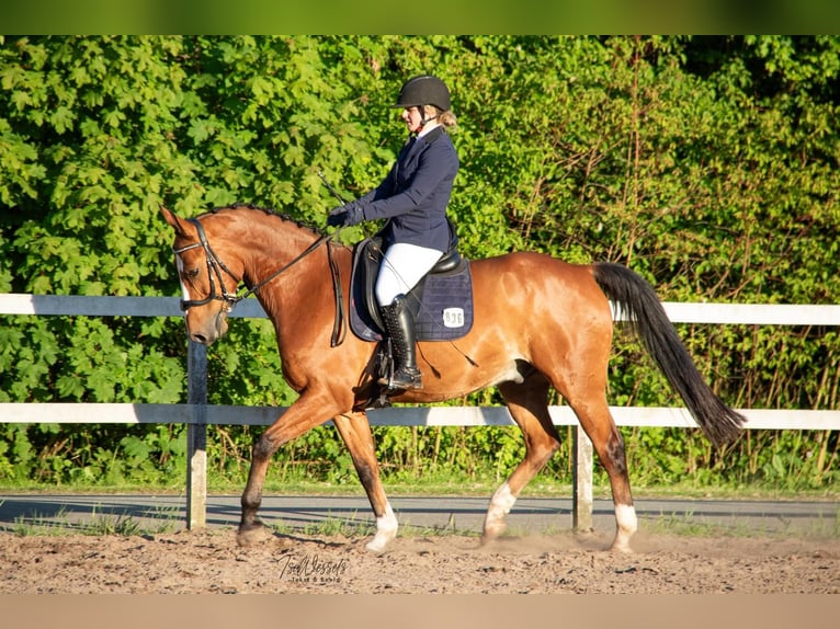 KWPN Hongre 17 Ans 165 cm Bai in Joure