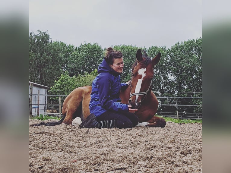 KWPN Hongre 17 Ans 165 cm Bai in Joure