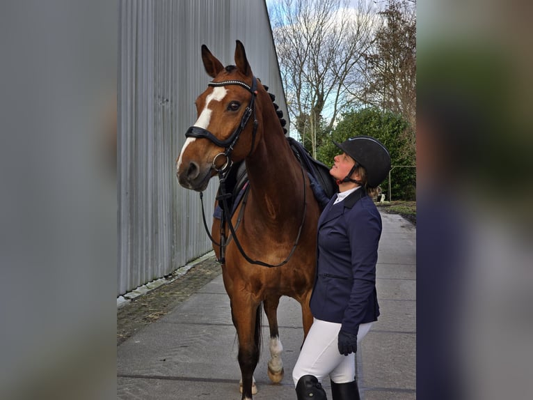 KWPN Hongre 17 Ans 165 cm Bai in Joure