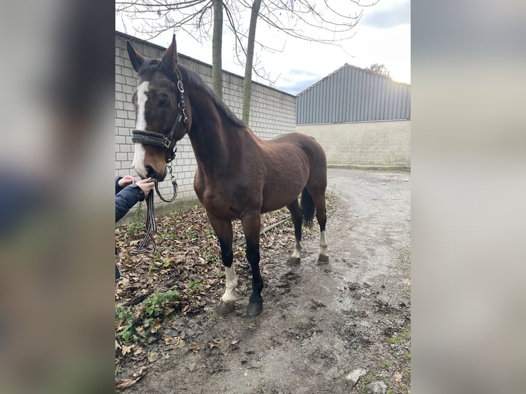 KWPN Hongre 17 Ans 165 cm Bai in Viersen