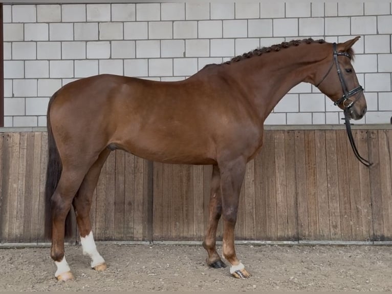 KWPN Hongre 17 Ans 172 cm Alezan brûlé in Oud Gastel