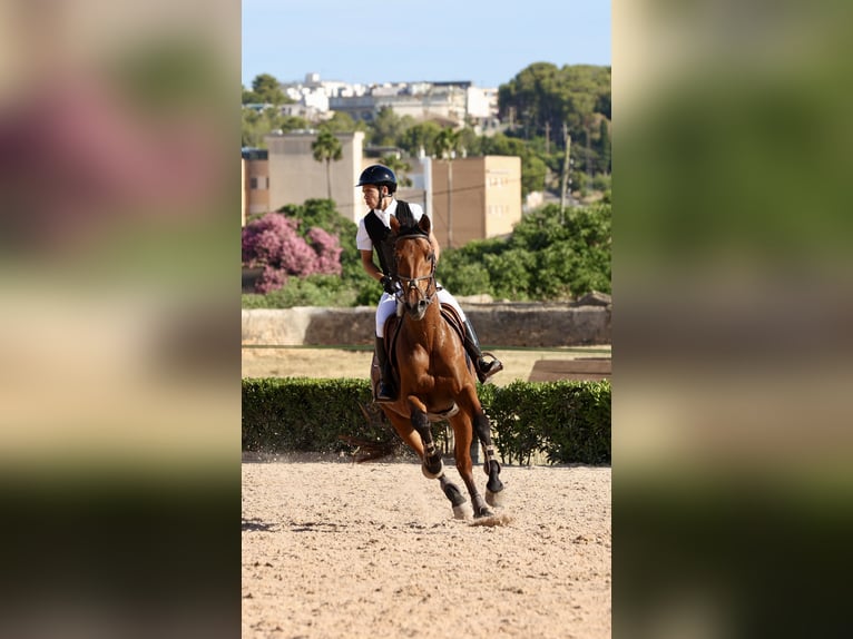 KWPN Hongre 17 Ans 175 cm Bai brun in Reus