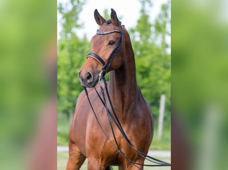 KWPN Hongre 17 Ans 176 cm Bai in Weil der Stadt