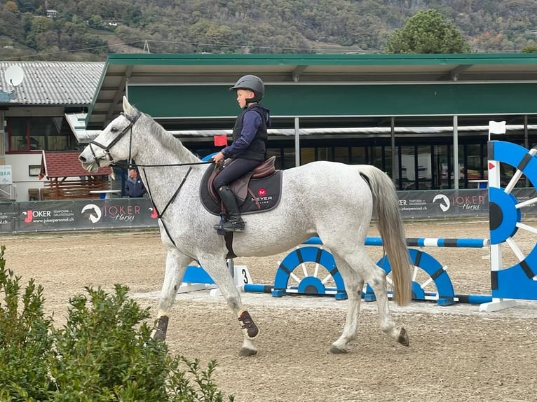 KWPN Hongre 18 Ans 164 cm Gris in Giubiasco