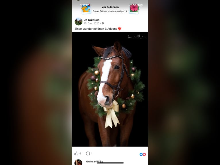 KWPN Hongre 18 Ans 175 cm Bai in Willich