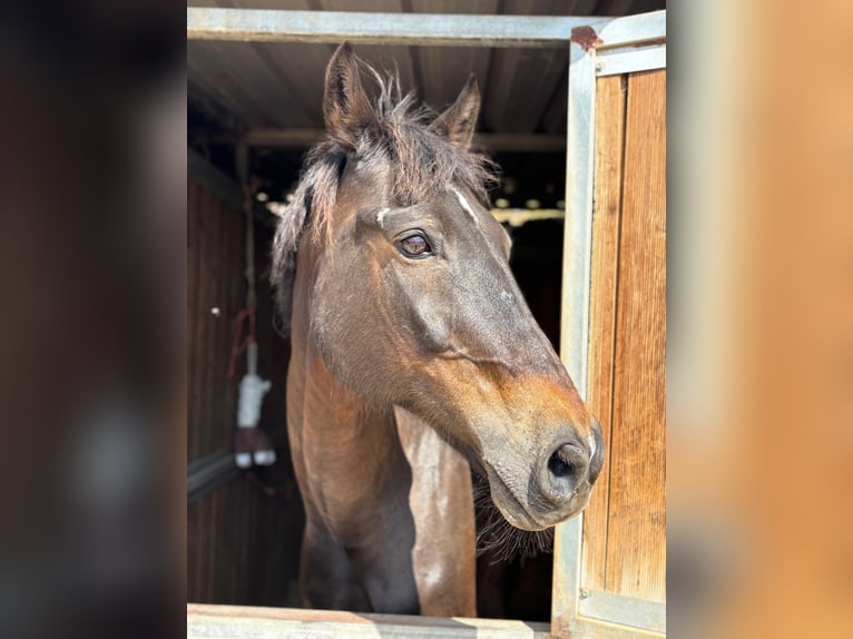 KWPN Hongre 19 Ans 167 cm Bai brun in El Toro