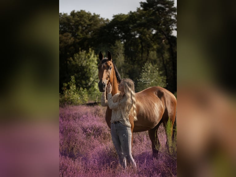 KWPN Hongre 19 Ans 168 cm Bai in Aarle-Rixtel