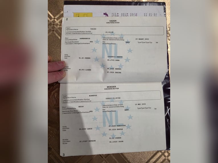 KWPN Hongre 19 Ans Bai in Budapest