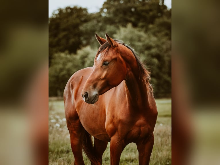 KWPN Hongre 1 Année 164 cm Bai in Kring van Dorth