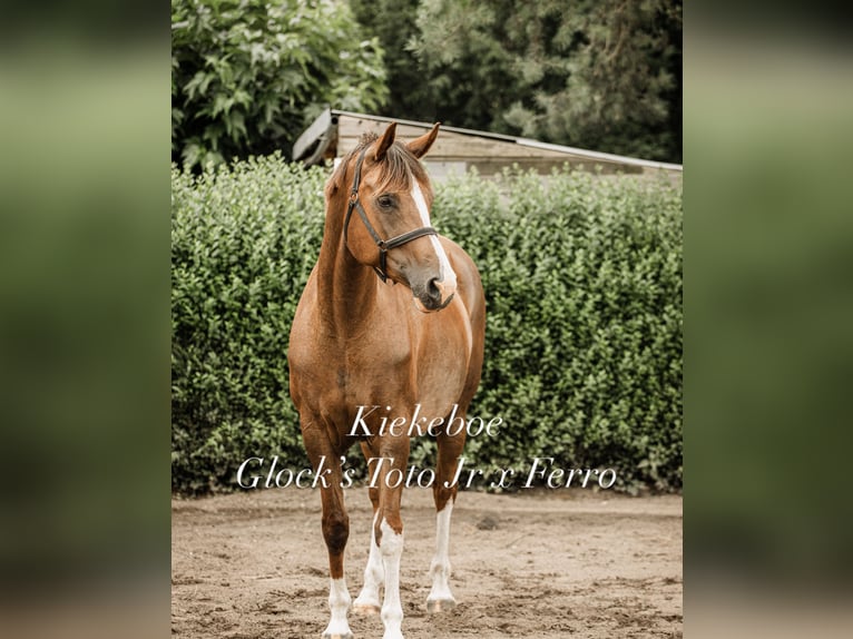 KWPN Hongre 1 Année 170 cm  in Maasbree