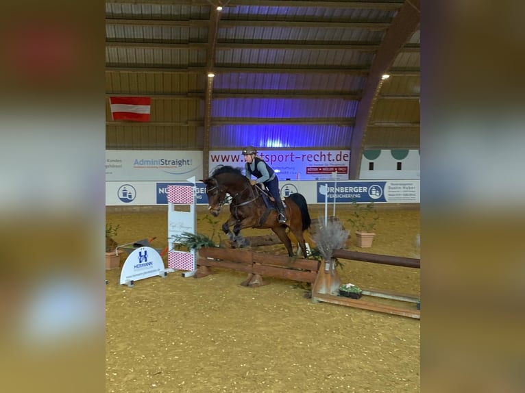 KWPN Hongre 20 Ans 166 cm Bai in Essen