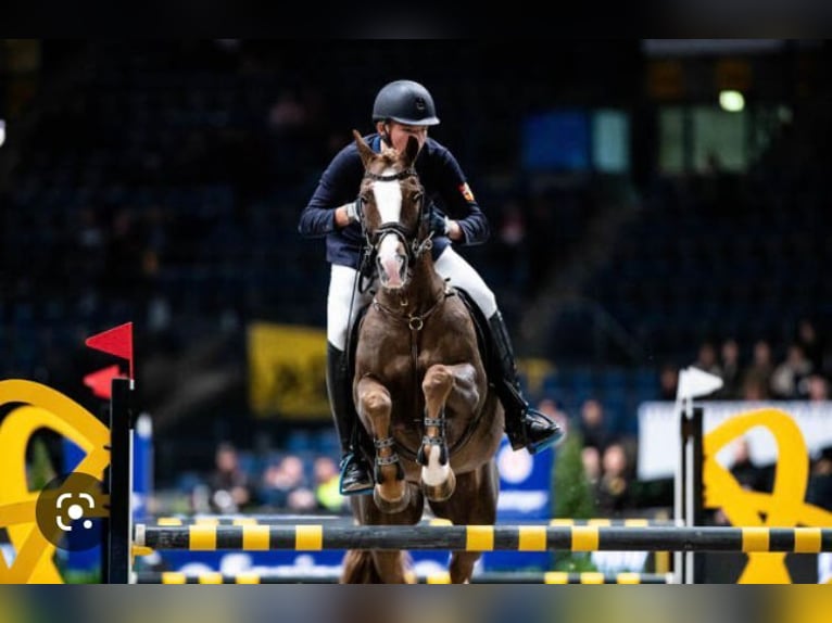 KWPN Hongre 21 Ans 148 cm  in Haren