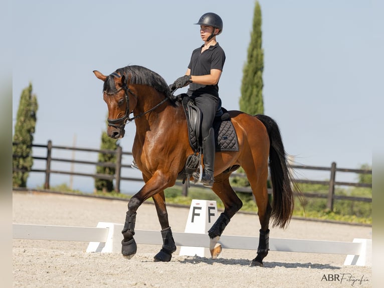 KWPN Hongre 21 Ans Bai cerise in Betunes