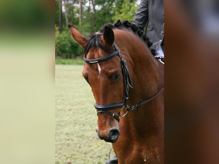 KWPN Hongre 23 Ans 165 cm Bai in Essen