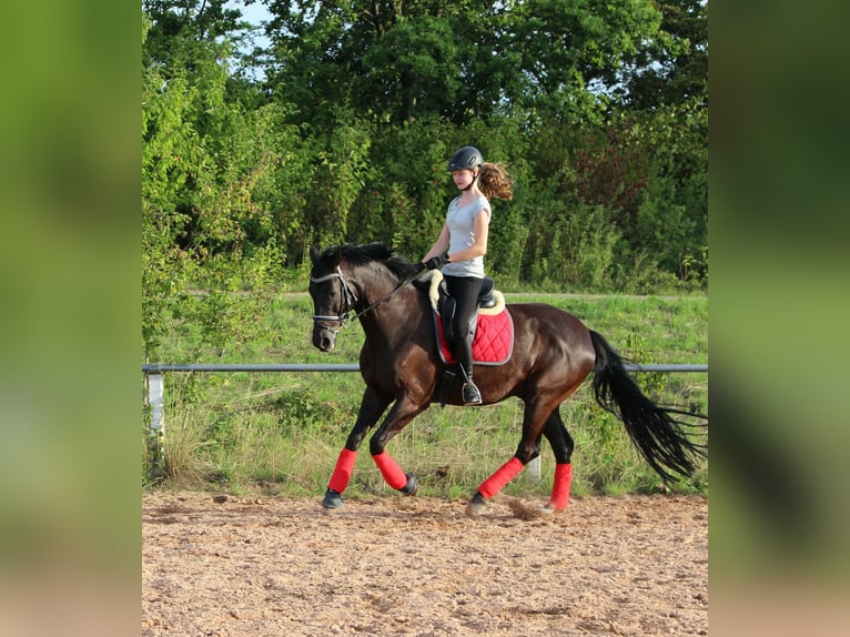 KWPN Hongre 24 Ans 168 cm Noir in Pattensen