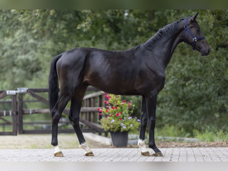 KWPN Hongre 2 Ans 157 cm Bai brun in GROTE BROGEL