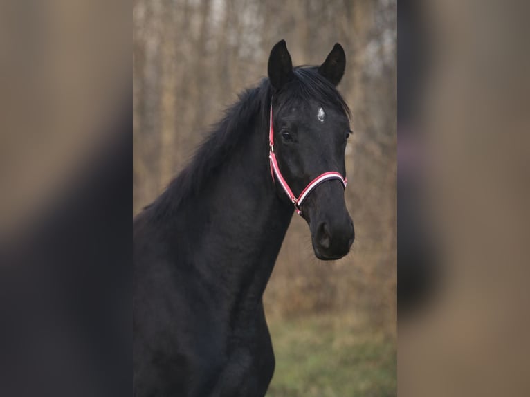 KWPN Hongre 2 Ans 158 cm Noir in Wijdewormer