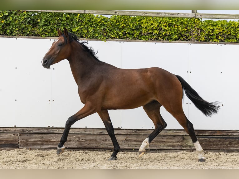 KWPN Hongre 2 Ans 160 cm Bai in Waddinxveen