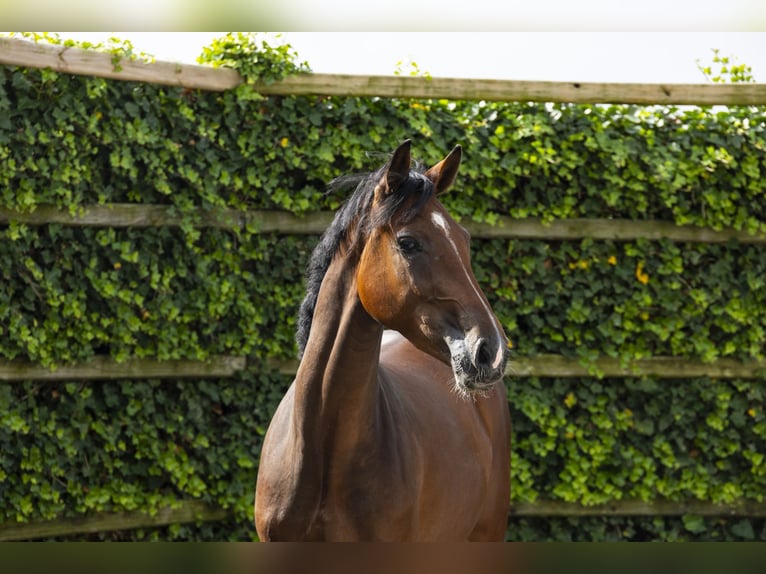 KWPN Hongre 2 Ans 160 cm Bai in Waddinxveen