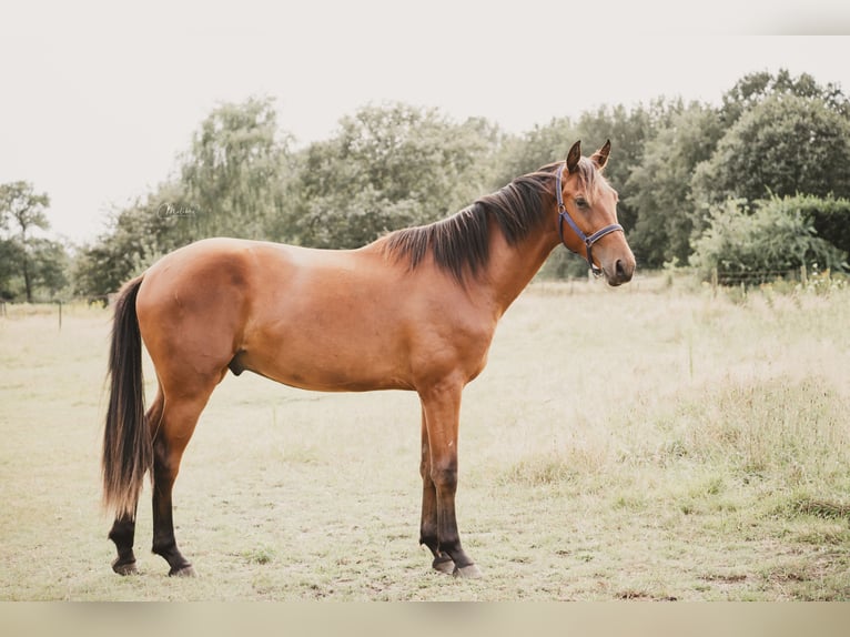 KWPN Hongre 2 Ans 165 cm Bai in Cromvoirt