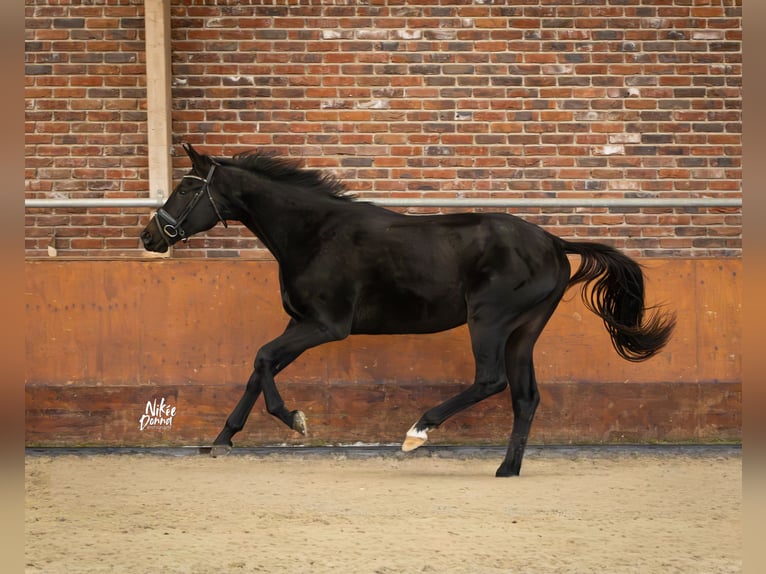 KWPN Hongre 2 Ans 167 cm Noir in Haaksbergen