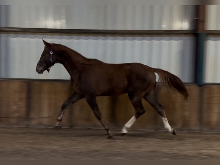 KWPN Hongre 2 Ans 168 cm Alezan in Oud Gastel