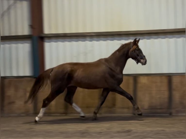 KWPN Hongre 2 Ans 168 cm Alezan in Oud Gastel