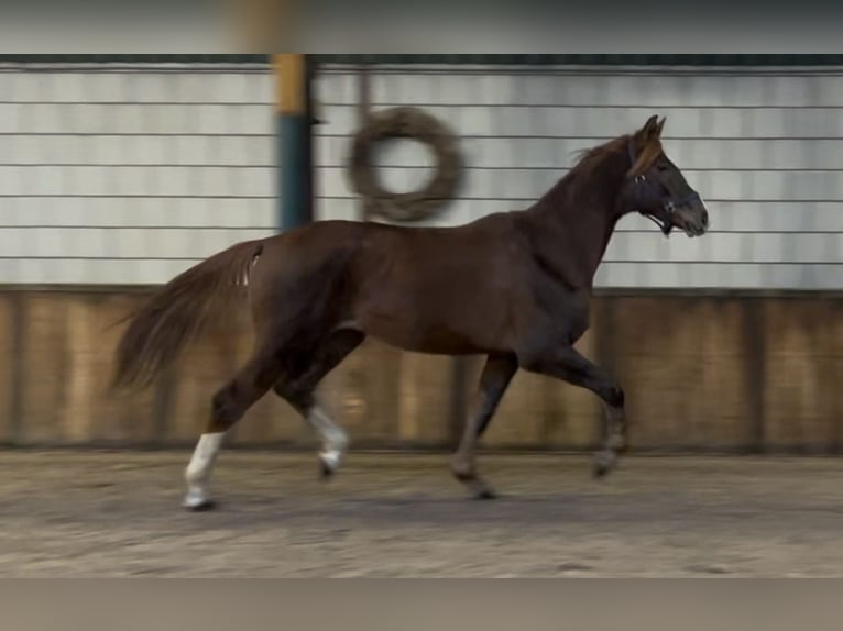 KWPN Hongre 2 Ans 168 cm Alezan in Oud Gastel