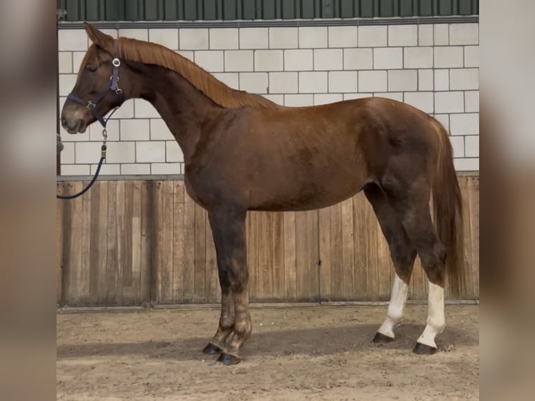 KWPN Hongre 2 Ans 168 cm Alezan in Oud Gastel