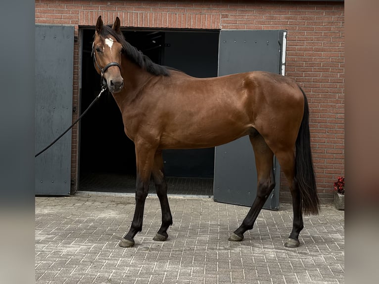 KWPN Hongre 2 Ans 170 cm Bai in Zieuwent
