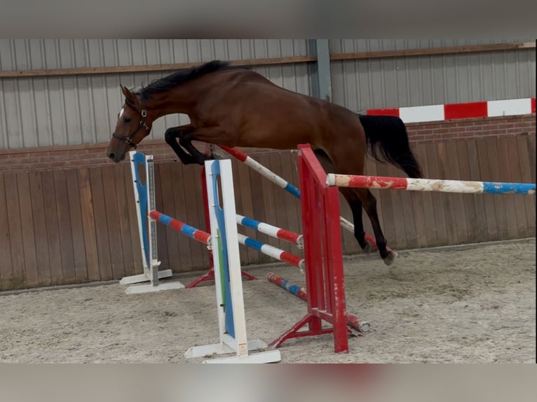 KWPN Hongre 2 Ans 170 cm Bai in Zieuwent