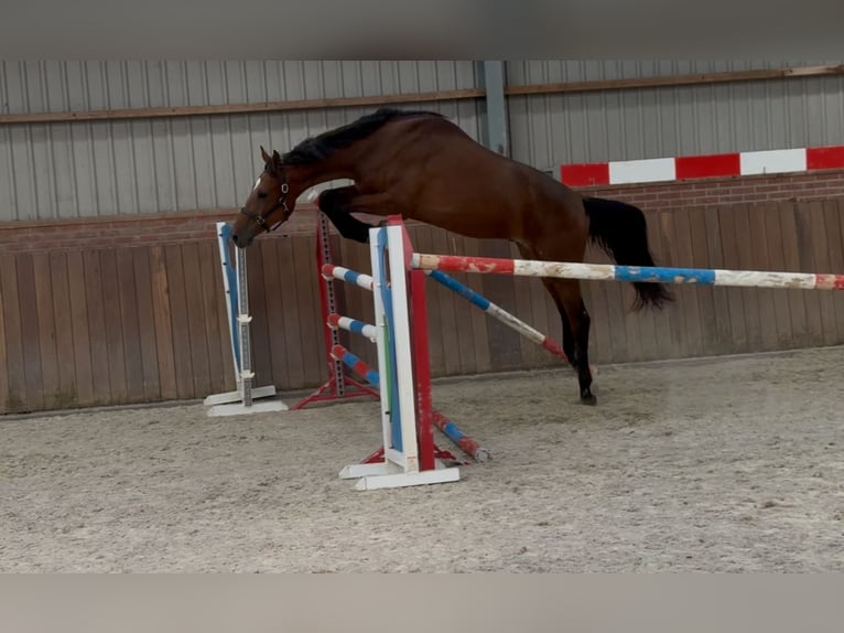KWPN Hongre 2 Ans 170 cm Bai in Zieuwent