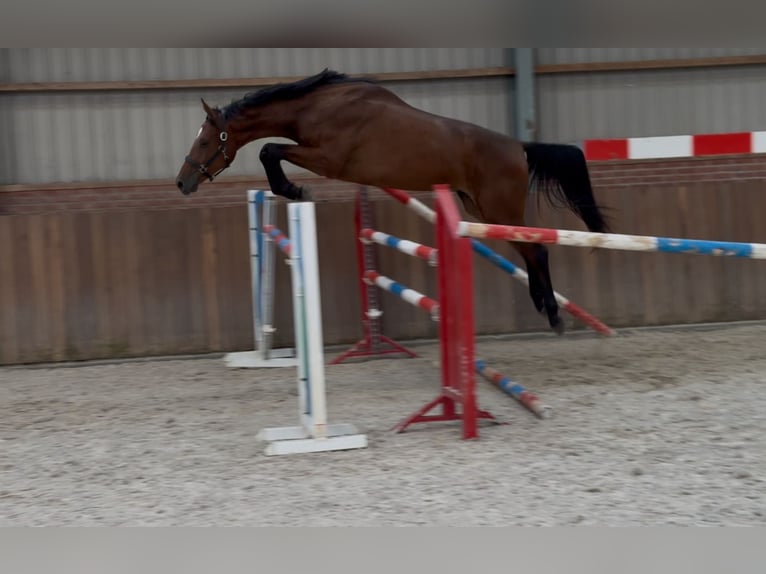KWPN Hongre 2 Ans 170 cm Bai in Zieuwent