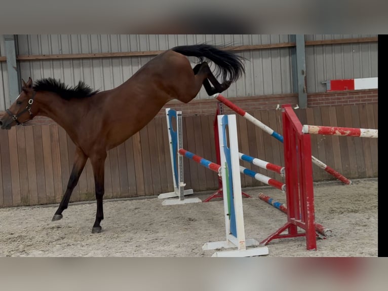 KWPN Hongre 2 Ans 170 cm Bai in Zieuwent